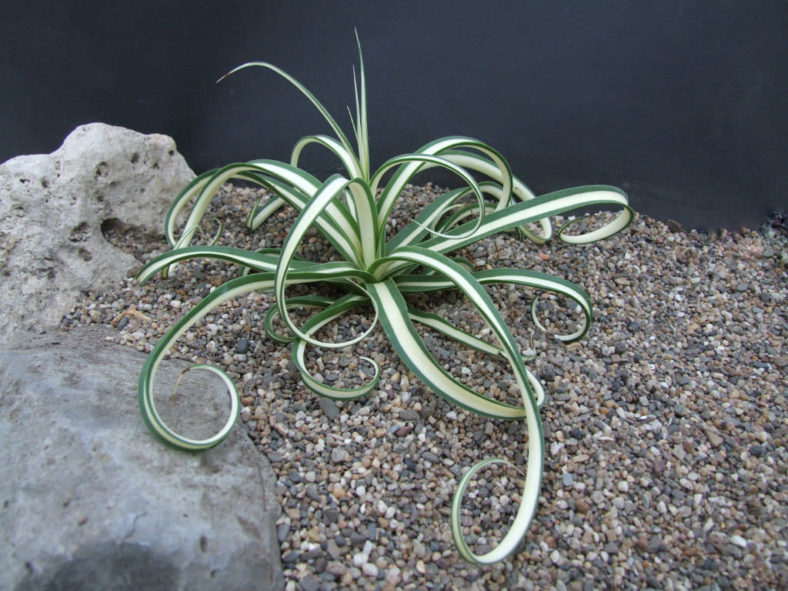 Agave bracteosa 'Mediopicta Alba' (Candelabrum Agave)