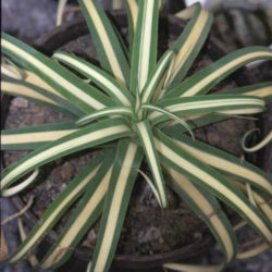 Agave bracteosa 'Mediopicta Alba' (Candelabrum Agave)