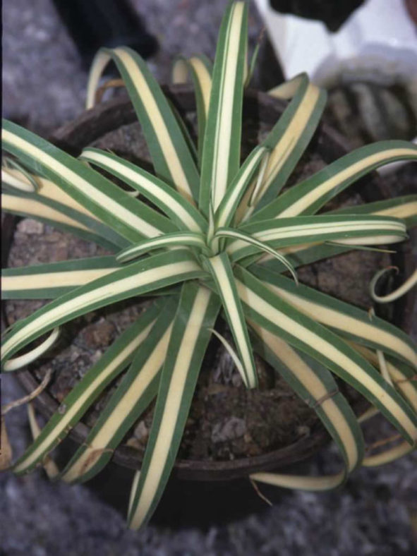 Agave bracteosa 'Mediopicta Alba' (Candelabrum Agave)