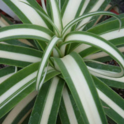 Agave bracteosa 'Mediopicta Alba' (Candelabrum Agave)