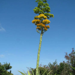 Agave karatto - Antigua Agave