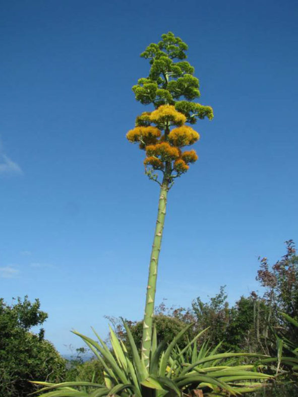 Agave karatto - Antigua Agave
