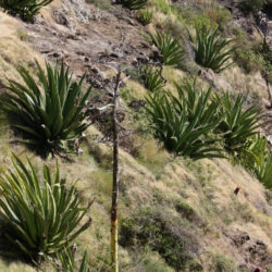 Agave karatto - Antigua Agave