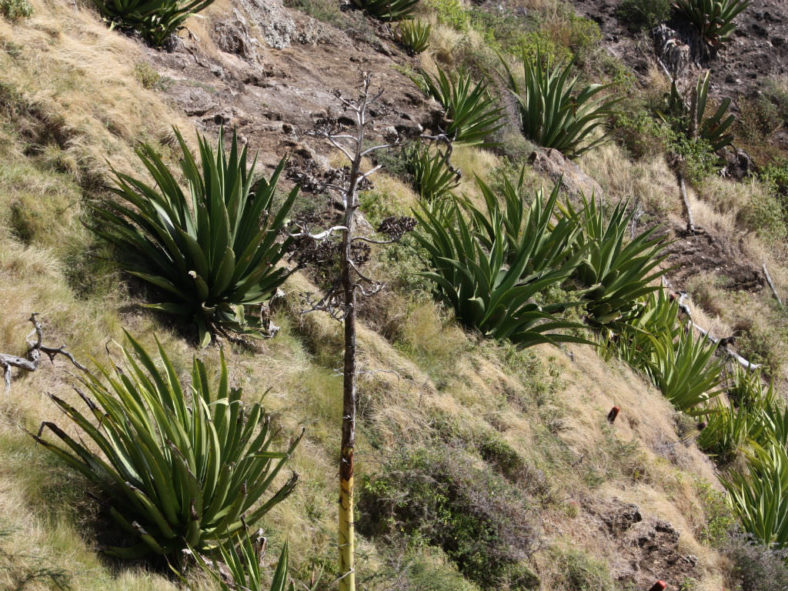 Agave karatto - Antigua Agave