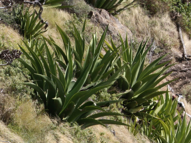 Agave karatto - Antigua Agave