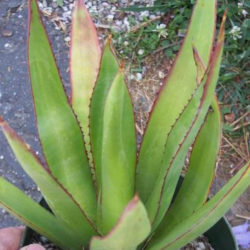 Agave karatto - Antigua Agave