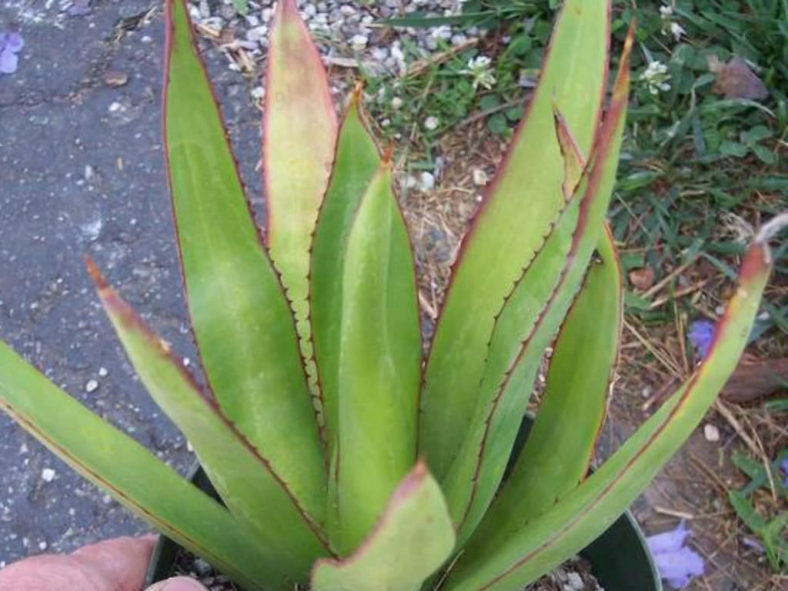 Agave karatto - Antigua Agave