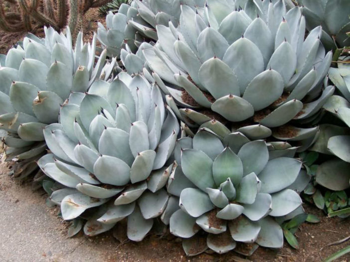 Agave parryi var. truncata - Artichoke Agave