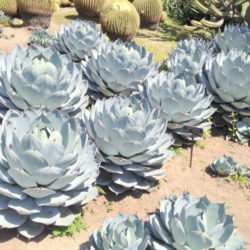 Agave Parryi Var. Truncata (Artichoke Agave) - World Of Succulents