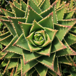 Aloe × nobilis (Gold Tooth Aloe) aka Aloe nobilis