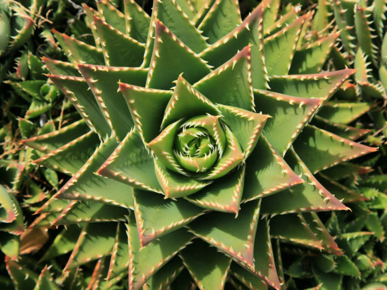Aloe × nobilis (Gold Tooth Aloe)