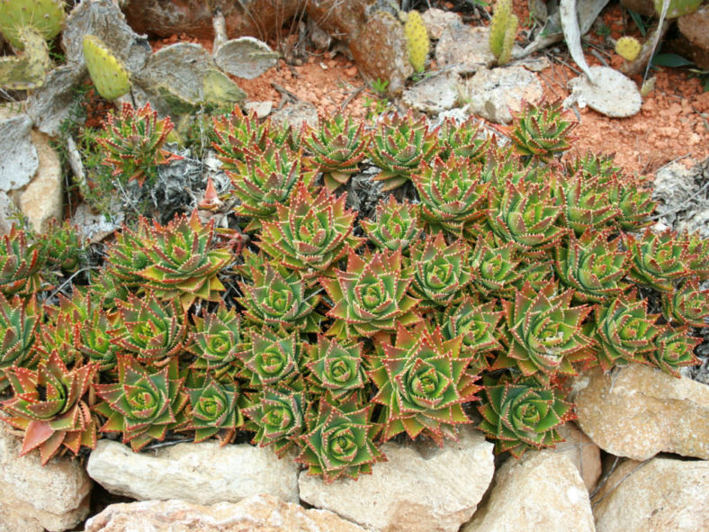 Aloe × nobilis (Gold Tooth Aloe) aka Aloe nobilis