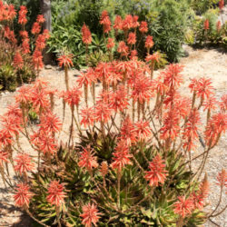 Aloe × nobilis (Gold Tooth Aloe) aka Aloe nobilis