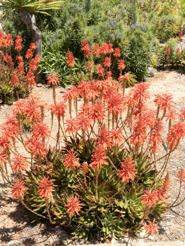Aloe × nobilis (Gold Tooth Aloe)