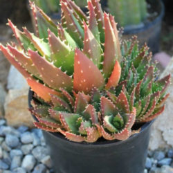 Aloe × nobilis (Gold Tooth Aloe) aka Aloe nobilis