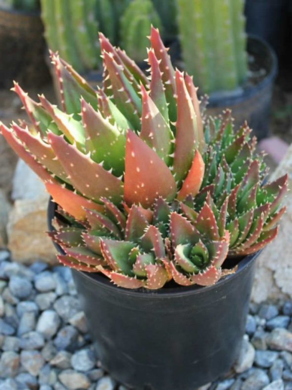 Aloe × nobilis (Gold Tooth Aloe)