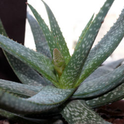 Aloe pictifolia - Kouga Aloe