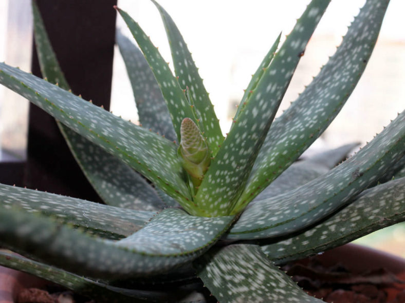Aloe pictifolia - Kouga Aloe
