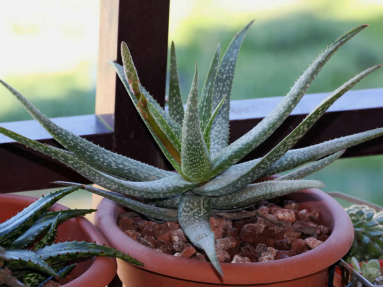 Aloe pictifolia - Kouga Aloe