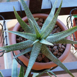 Aloe pictifolia - Kouga Aloe