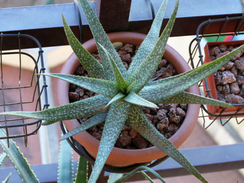 Aloe pictifolia - Kouga Aloe