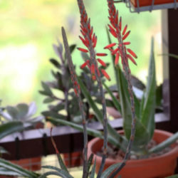 Aloe pictifolia - Kouga Aloe