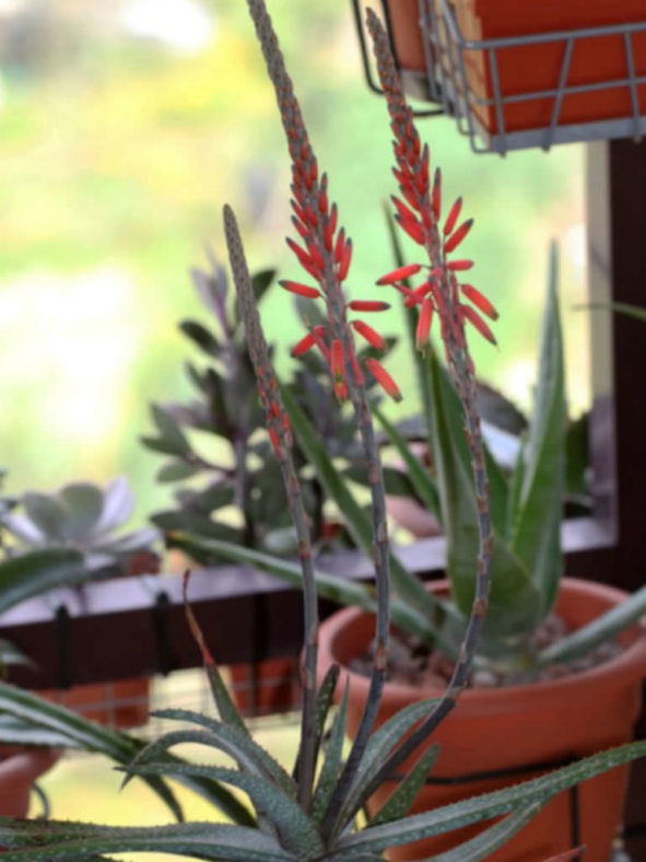 Aloe pictifolia - Kouga Aloe