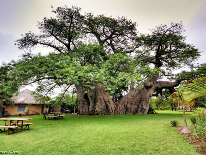 Baobab Africas Tree Of Life World Of Succulents