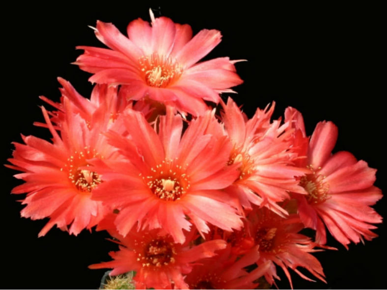 Echinopsis 'Boom' aka Echinopsis chamaecereus 'Boom' or ×Chamaelobivia 'Boom'