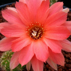 Echinopsis 'Boom' aka Echinopsis chamaecereus 'Boom' or ×Chamaelobivia 'Boom'