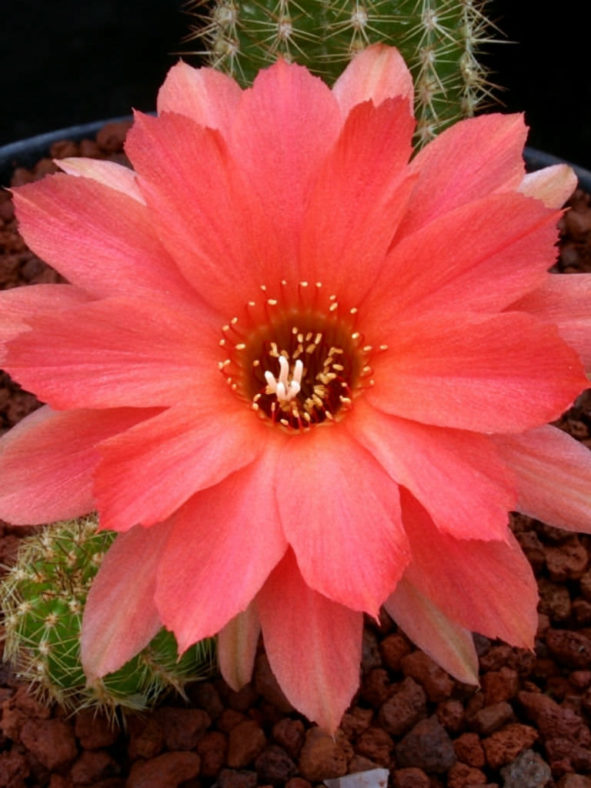 Echinopsis 'Boom' aka Echinopsis chamaecereus 'Boom' or ×Chamaelobivia 'Boom'