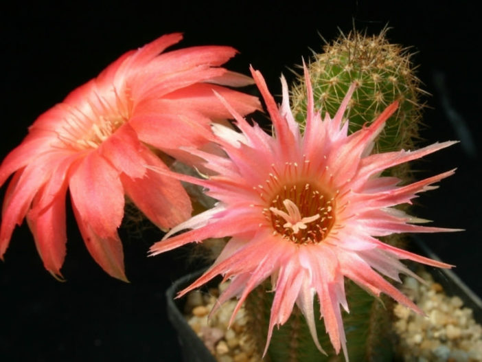 Echinopsis 'Boom' aka Echinopsis chamaecereus 'Boom' or ×Chamaelobivia 'Boom'