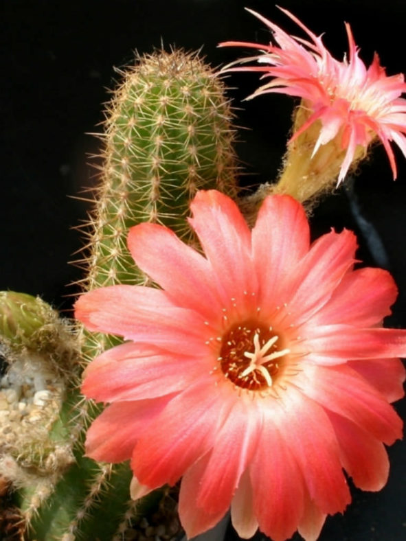 Echinopsis 'Boom' aka Echinopsis chamaecereus 'Boom' or ×Chamaelobivia 'Boom'