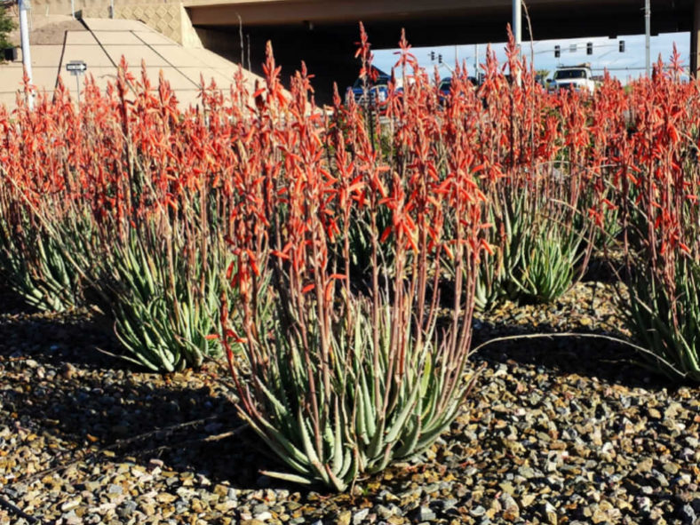 Cold-Hardy Succulents (Aloe 'Blue Elf')