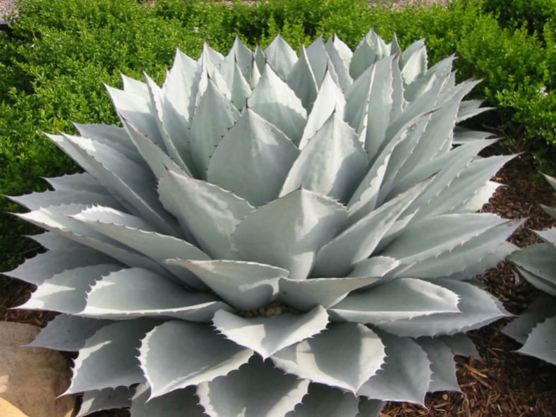 Cold-Hardy Succulents (Agave ovatifolia)