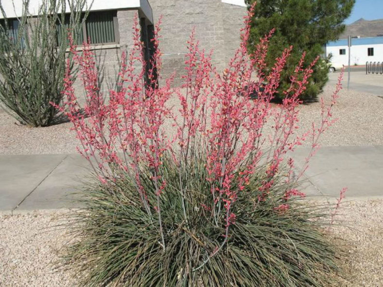 Cold-Hardy Succulents (Hesperaloe parviflora)