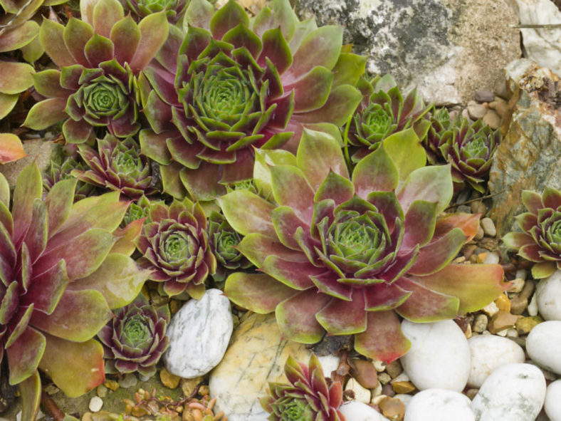 Cold-Hardy Succulents (Sempervivum)