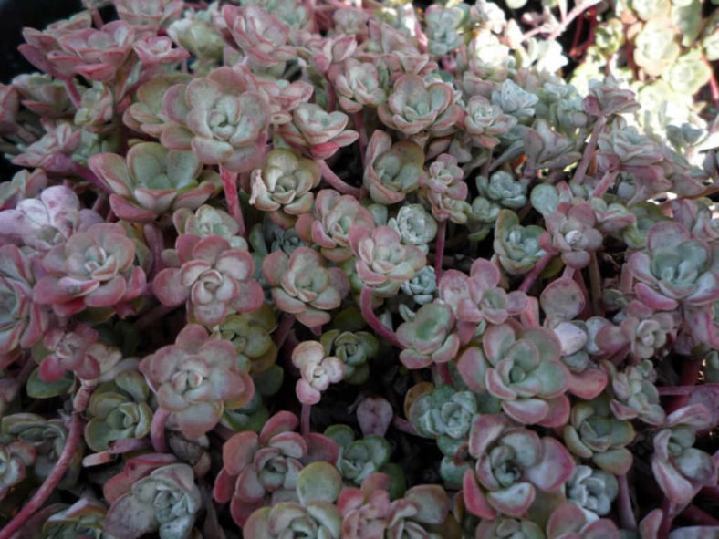 Cold-Hardy Succulents (Sedum spathulifolium)