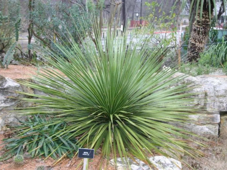 Cold-Hardy Succulents (Dasylirion texanum)