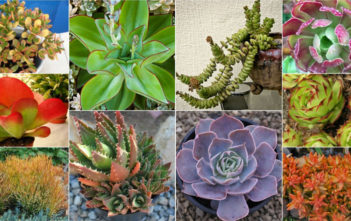 Top 10 Colorful Succulents Colorful Succulents Plants