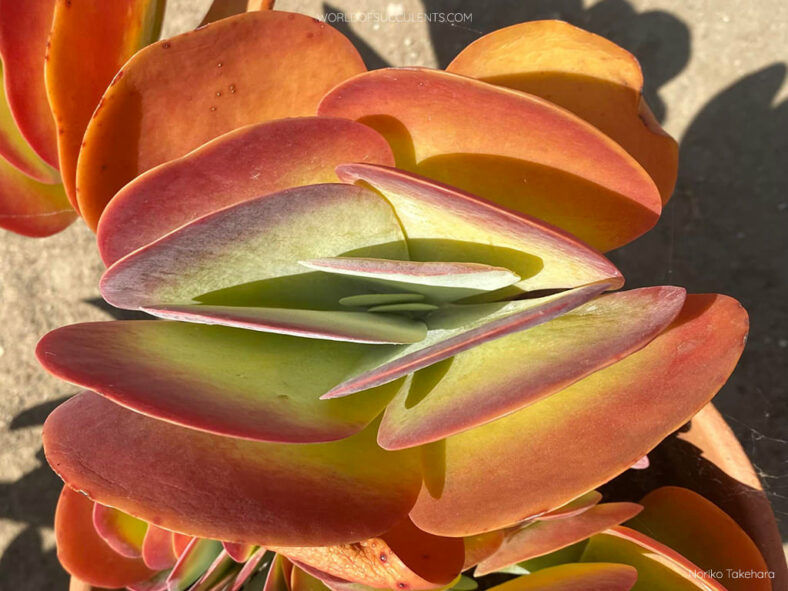 Colorful Succulents Plants (Kalanchoe luciae)