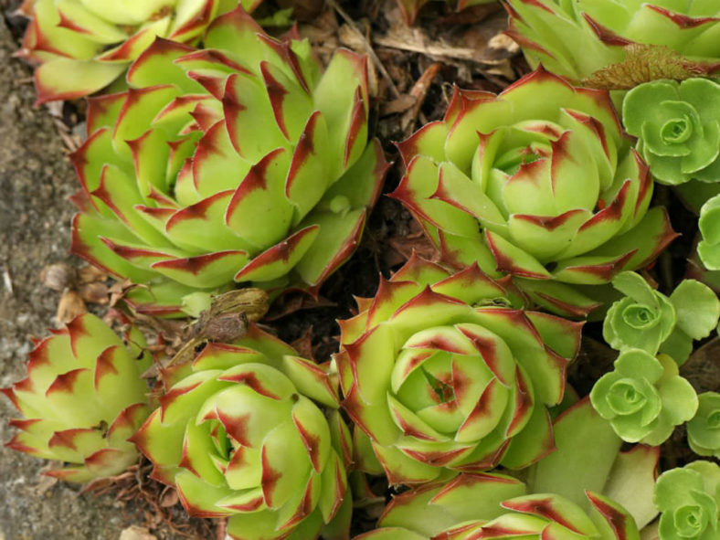 Colorful Succulents Plants (Sempervivum tectorum 'Royanum')