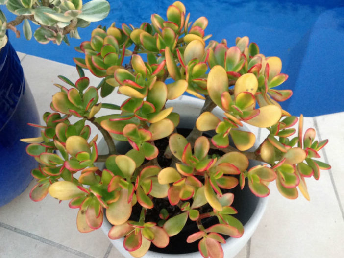 Plantas coloridas suculentas (Crassula ovata 'Hummel's Sunset')