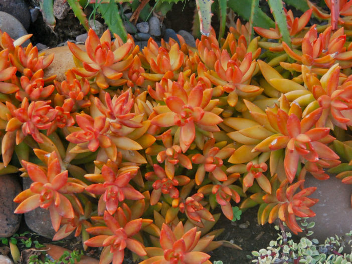 Plantas coloridas suculentas (Sedum nussbaumerianum)