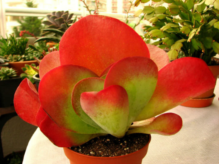 Colorful Succulents Plants (Kalanchoe luciae)