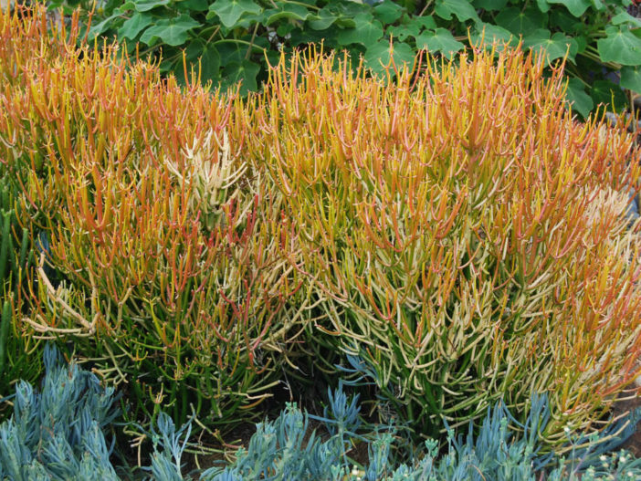 Plantas coloridas de plantas suculentas (Euphorbia tirucalli 'Rosea')