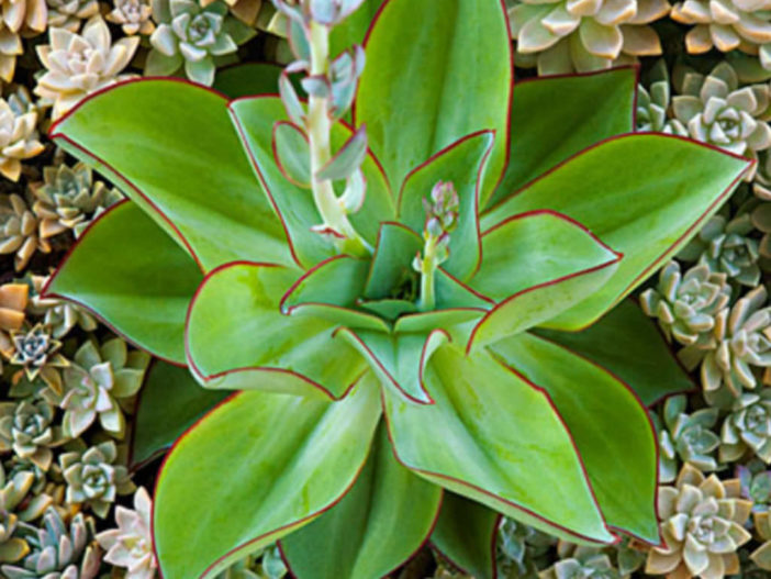 Plantas coloridas suculentas (Echeveria subrigida 'Fuego y hielo')