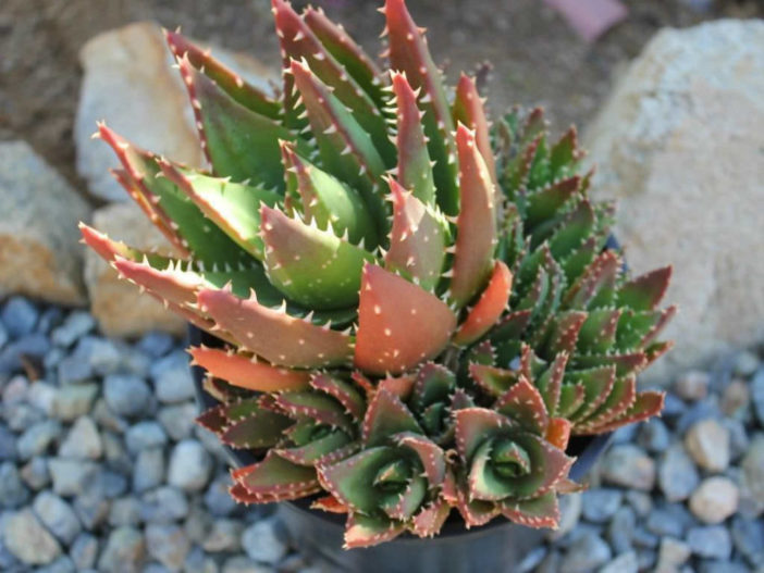 Plantas coloridas suculentas (Aloe nobilis)