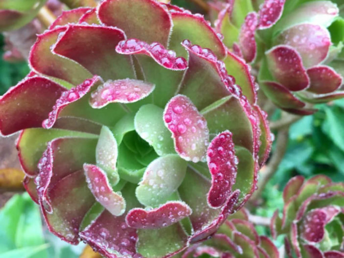 Plantas coloridas de Suculentas (Aeonium urbicum 'Rubrum')