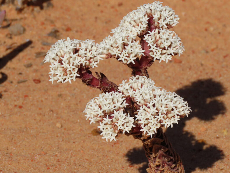 A plant in bloom. Crassula alpestris, commonly known as Sand-coated Crassula